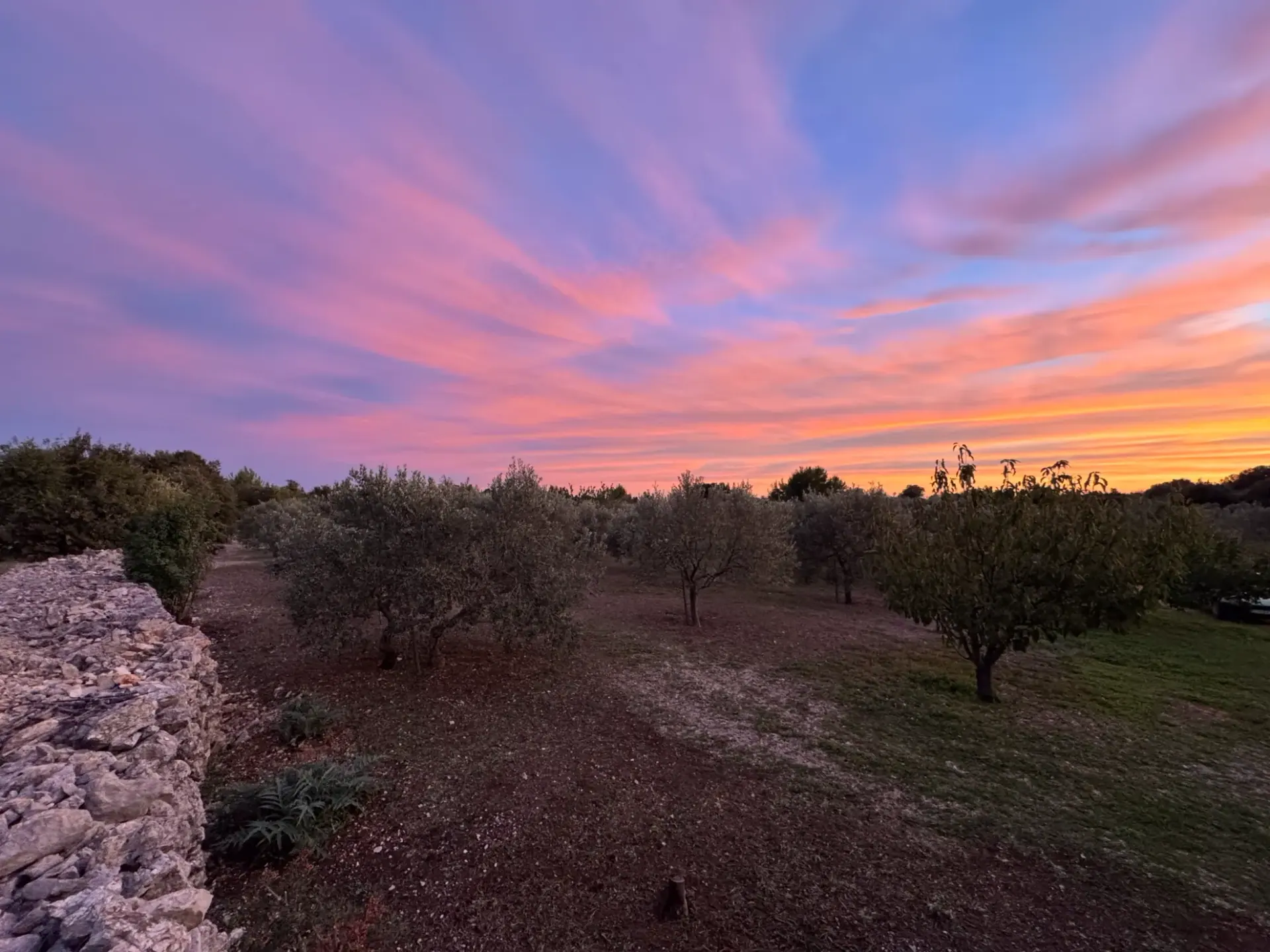 Olive groves Šolta