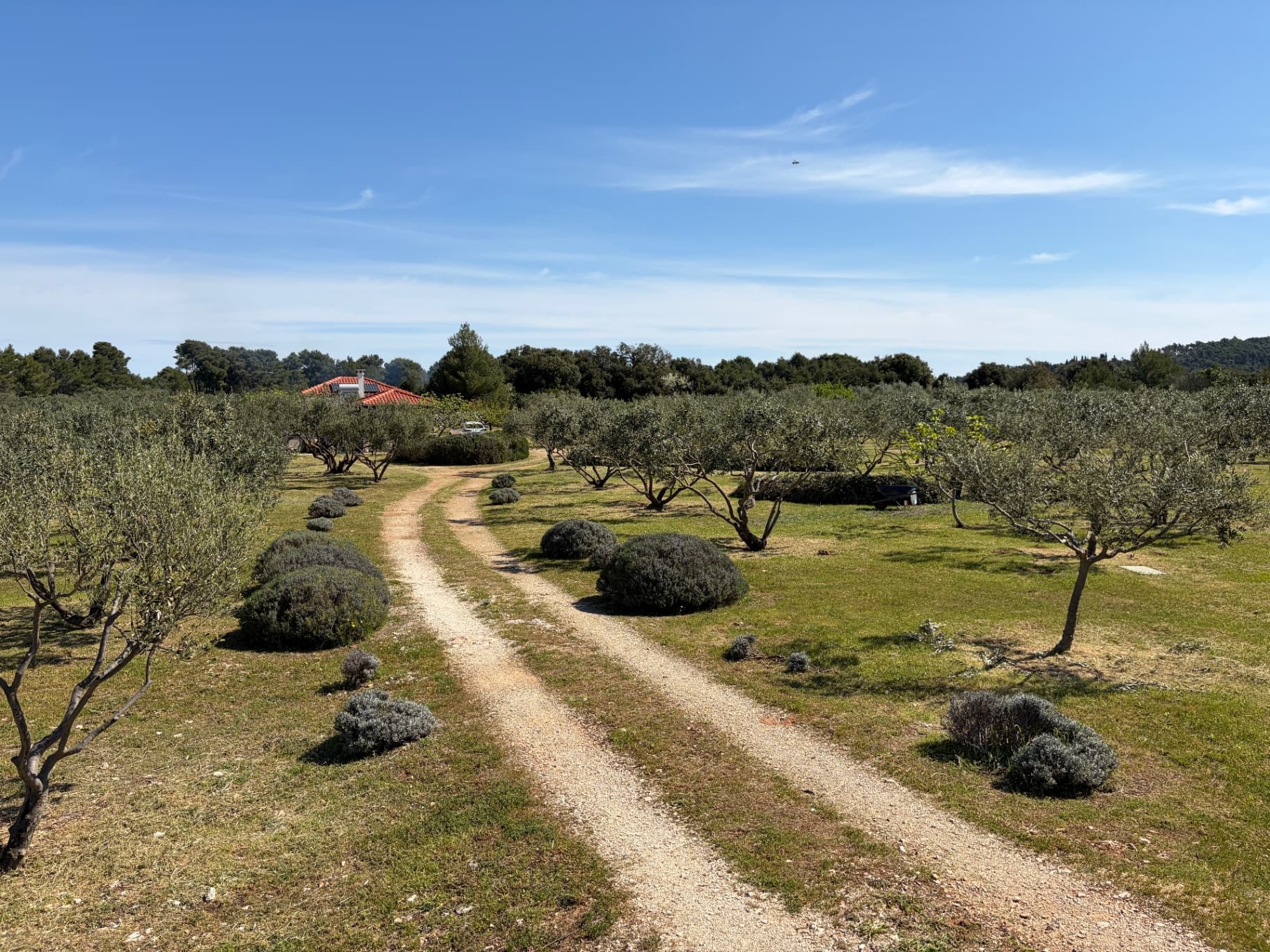 Olive grove Šolta